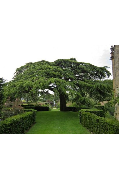 Кедр ліванський